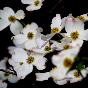 Bouquet de fleurs blanches sur une branche - Belgique  - collection de photos clin d'oeil, catégorie plantes
